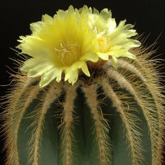 Cactus notocactus warasii